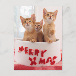 Merry Xmas Kitties Holiday Postcard