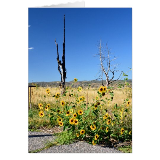 Mesa Verde View Card