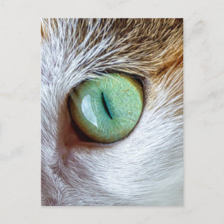 Mesmerising Beautiful Green Cat's Eye Postcard