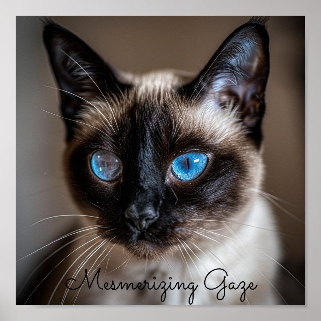 Mesmerising Gaze: Siamese Cat Poster (Front)