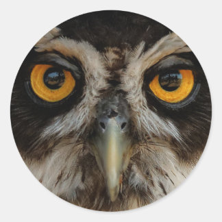 Mesmerising Golden Eyes of a Spectacled Owl Classic Round Sticker