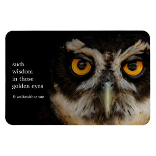 Mesmerising Golden Eyes of a Spectacled Owl Magnet