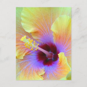 Mesmerising Hibiscus Flower Photograph Postcard