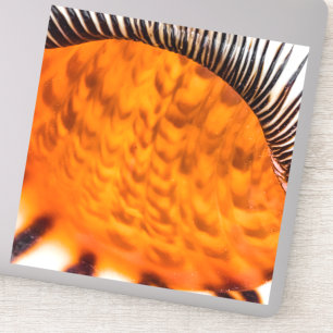 Mesmerising seashell