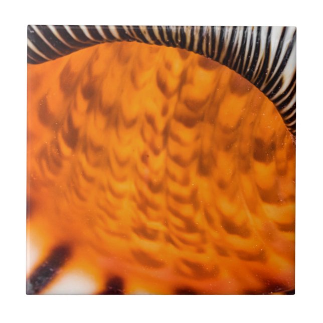 Mesmerising seashell ceramic tile (Front)