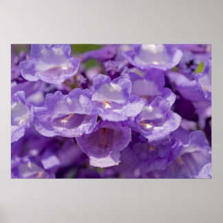 Mesquite Flower Poster