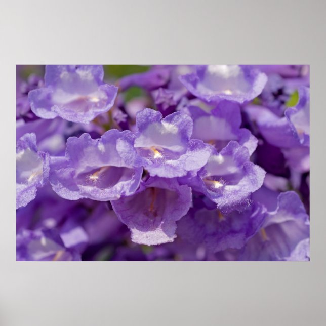 Mesquite Flower Poster (Front)