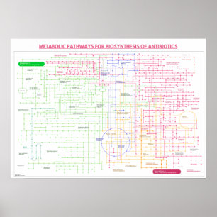 Metabolic pathway for the synthesis of antibiotcis poster