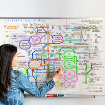 Metabolic pathway subway map