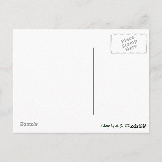 Metal Dragonfly Postcard (Back)