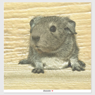 metal guinea pig