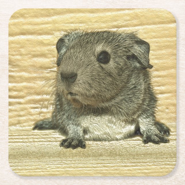 metal guinea pig square paper coaster (Front)