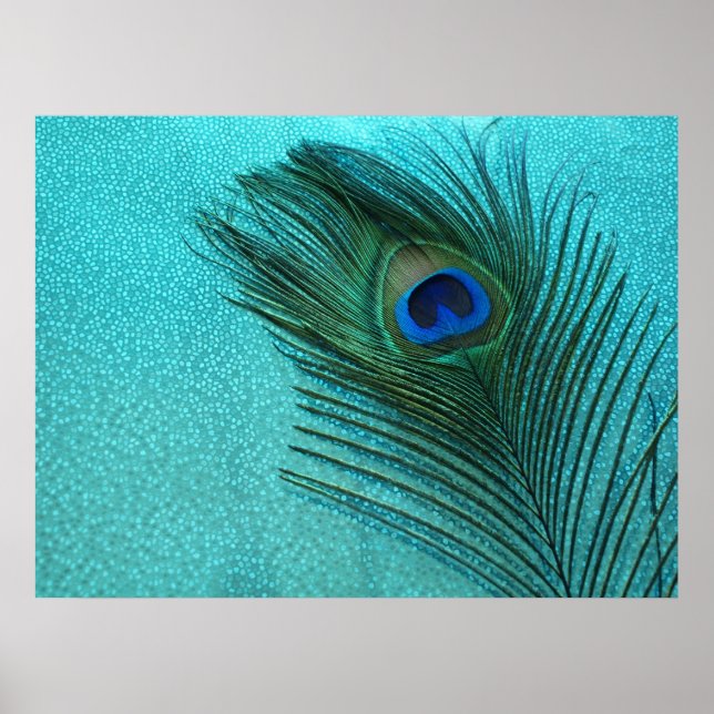 Metallic Aqua Blue Peacock Feather Poster (Front)