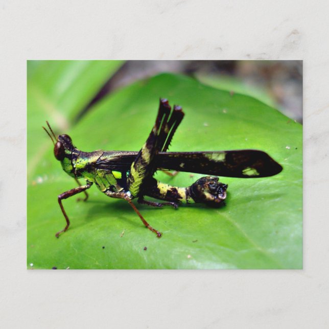 Metallic grasshopper postcard (Front)