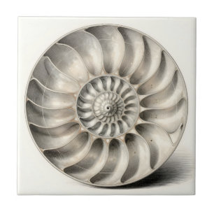 Metallic Nautilus Shell Spiral Geometric Ceramic Tile