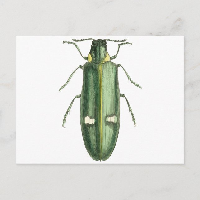 Metallic Wood-Boring Beetle Postcard (Front)