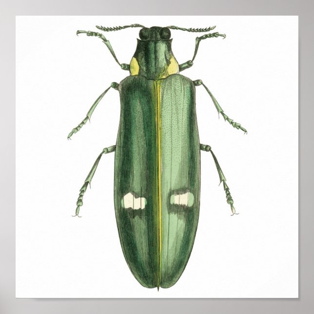 Metallic Wood-Boring Beetle Poster (Front)