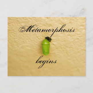 Metamorphosis Begins Monarch Butterfly Green Postcard