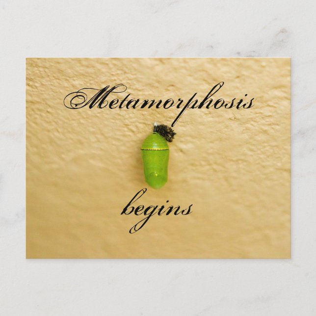 Metamorphosis Begins Monarch Butterfly Green Postcard (Front)