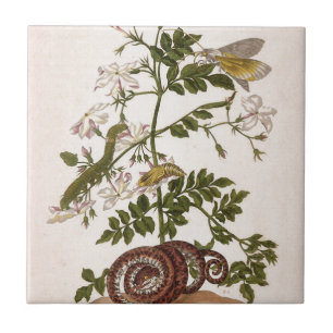 Metamorphosis insectorum Surinamensium Ceramic Tile