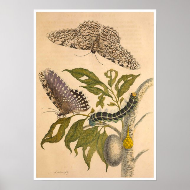 Metamorphosis Insectorum Surinamensium Print (Front)