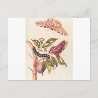 Metamorphosis of a Butterfly Maria Sibylla Merian Postcard