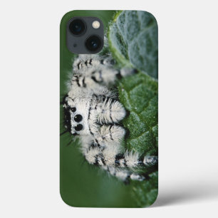 Metaphid Jumping Spider iPhone 13 Case