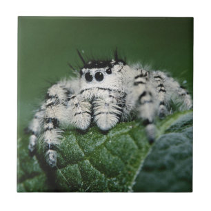 Metaphid Jumping Spider Ceramic Tile