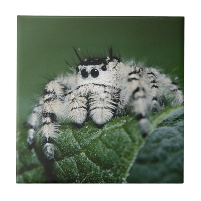 Metaphid Jumping Spider Ceramic Tile (Front)
