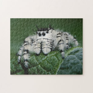 Metaphid Jumping Spider Jigsaw Puzzle