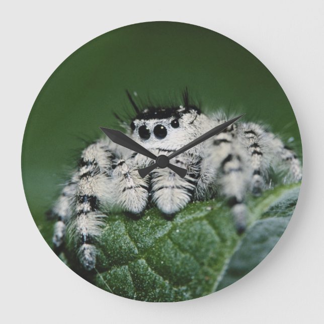 Metaphid Jumping Spider Large Clock (Front)