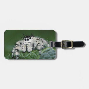 Metaphid Jumping Spider Luggage Tag