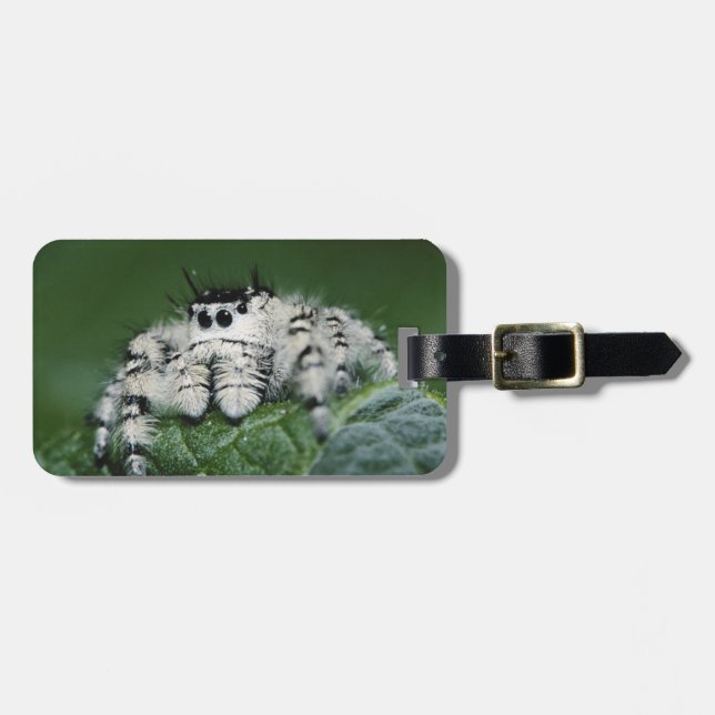 Metaphid Jumping Spider Luggage Tag (Front Horizontal)
