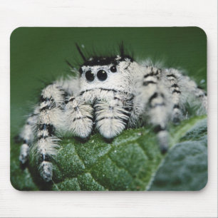 Metaphid Jumping Spider Mouse Pad