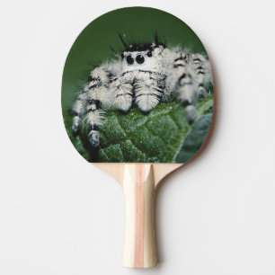 Metaphid Jumping Spider Ping Pong Paddle