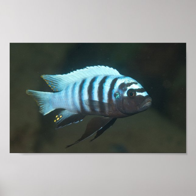 Metriaclima zebra - Chinyamwezi, Lake Malawi Poster (Front)