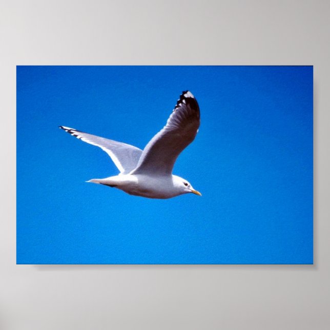 Mew Gull in Flight Poster (Front)