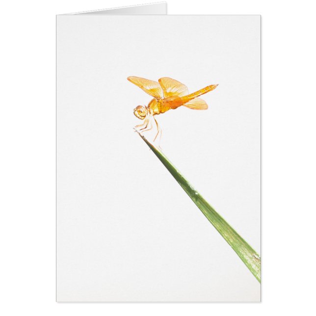 mexican amber-wing dragonfly (Front)