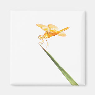 Mexican Amberwing Magnet