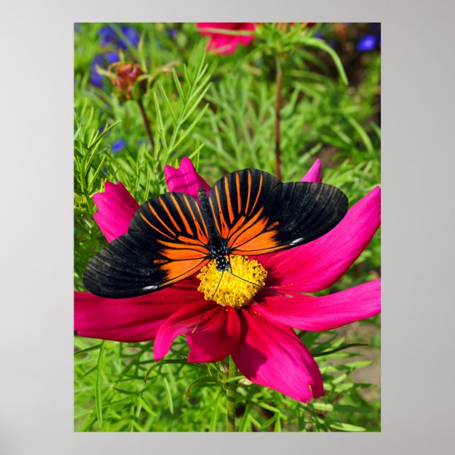 Mexican aster flower with a Doris Longwing  Poster (Front)