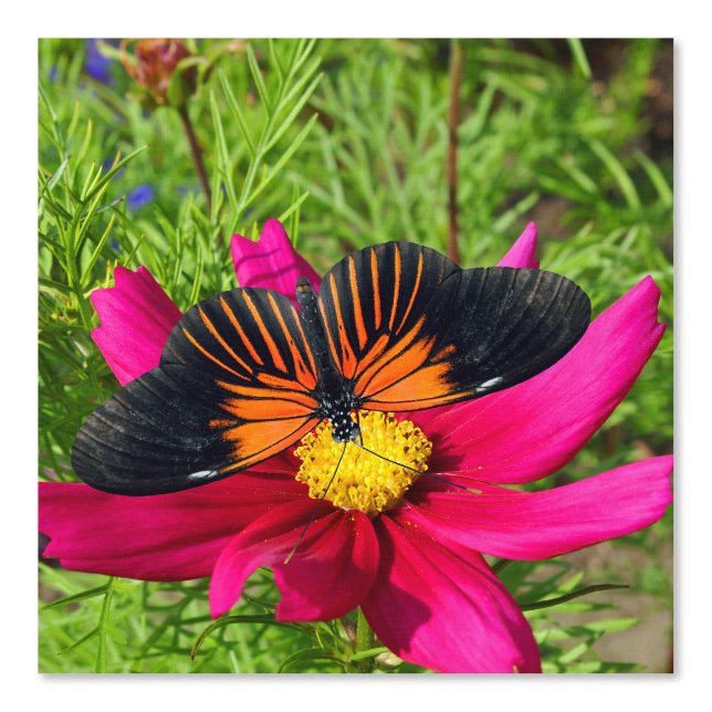 Mexican aster flower with a Doris Longwing  Wallpaper (Front)