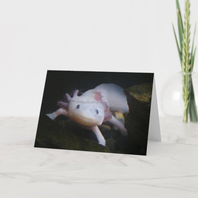 Mexican Axolotl Card (Front)