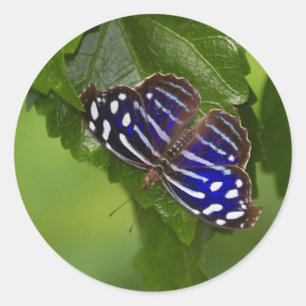 Mexican blue wing butterfly classic round sticker