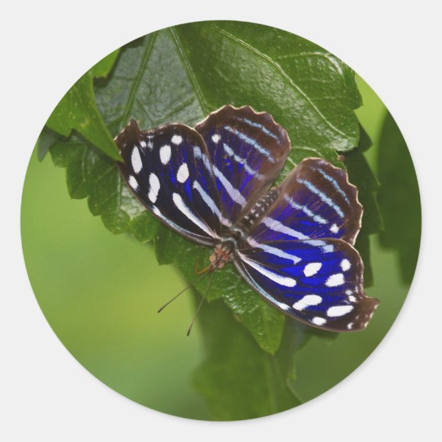 Mexican blue wing butterfly classic round sticker (Front)