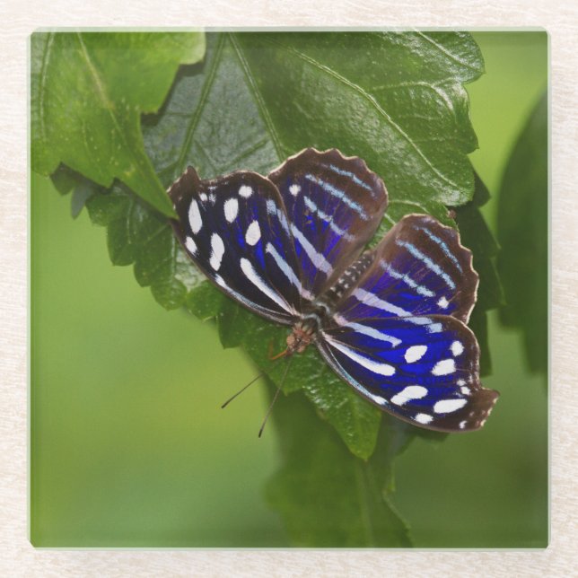 Mexican blue wing butterfly glass coaster (Front)