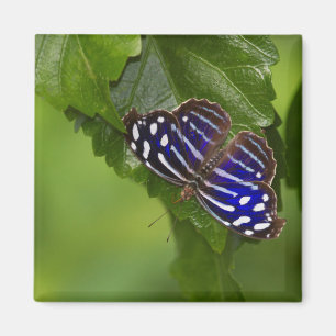 Mexican Blue wing butterfly Magnet
