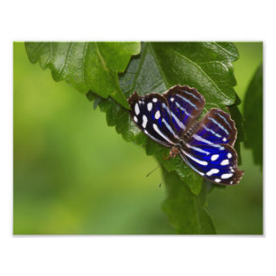 Mexican Blue wing butterfly Photo Print