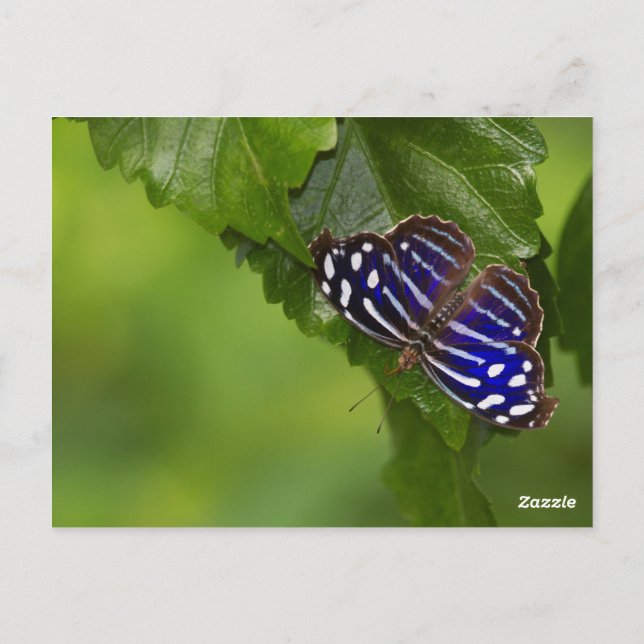 Mexican blue wing butterfly postcard (Back)