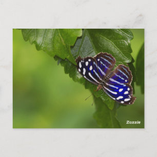 Mexican blue wing butterfly postcard
