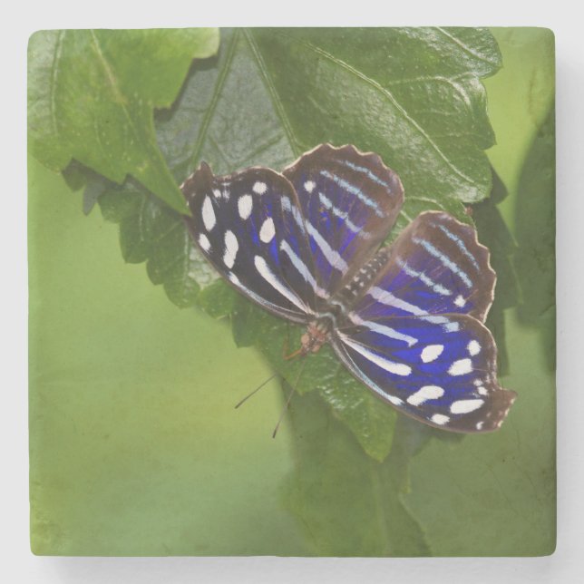 Mexican blue wing butterfly stone coaster (Front)